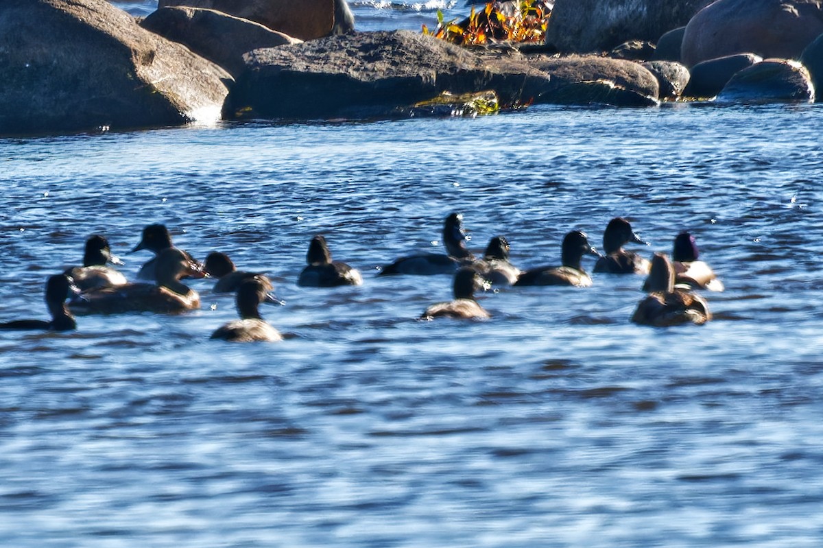 Canard colvert - ML644347500