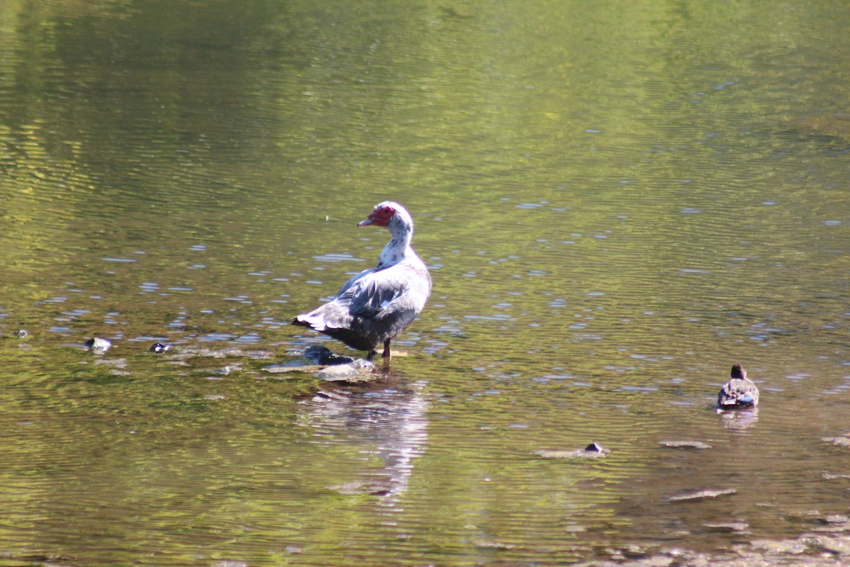 ノバリケン（家畜） - ML644347501