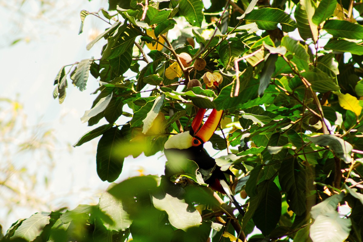 オニオオハシ - ML644347503