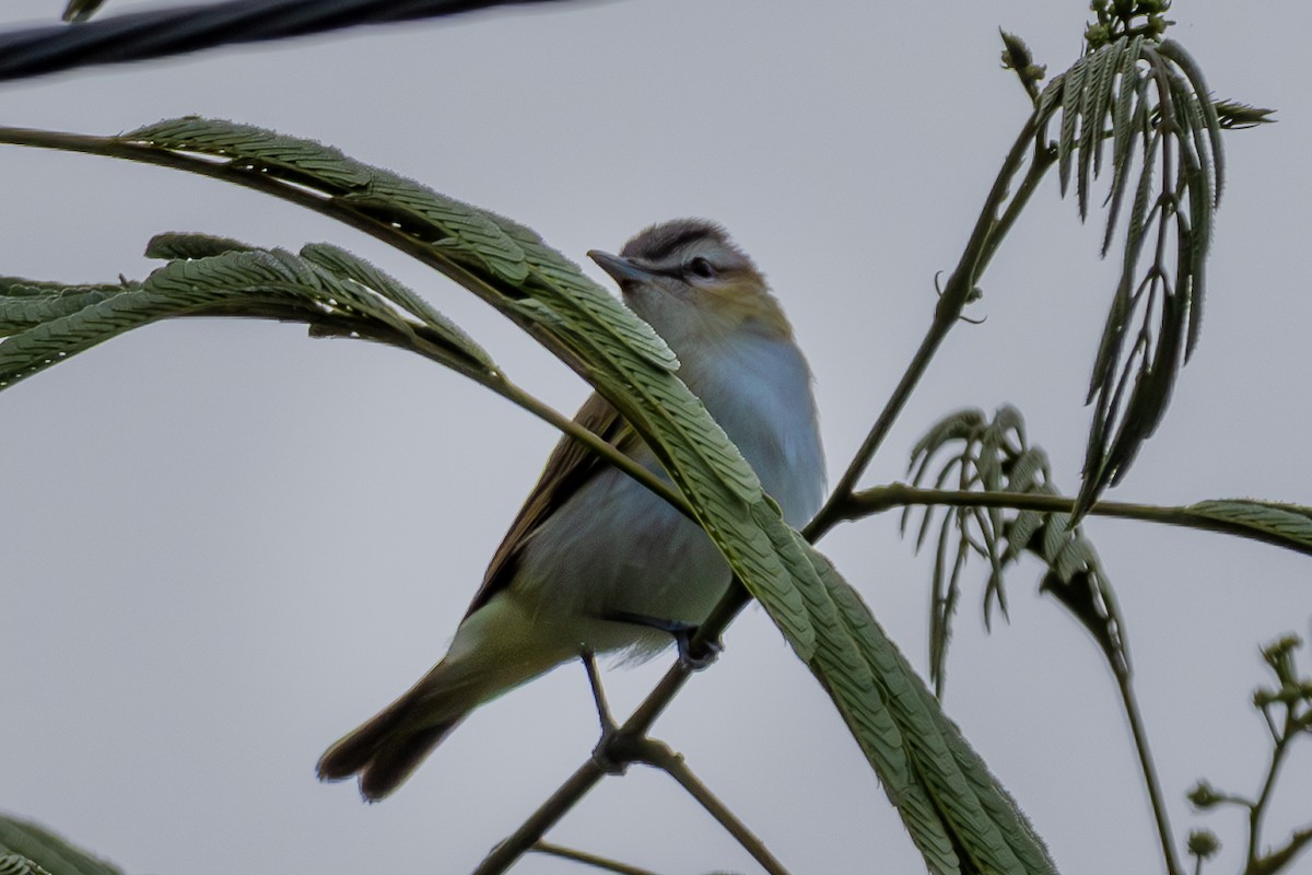 Red-eyed Vireo - ML644347504