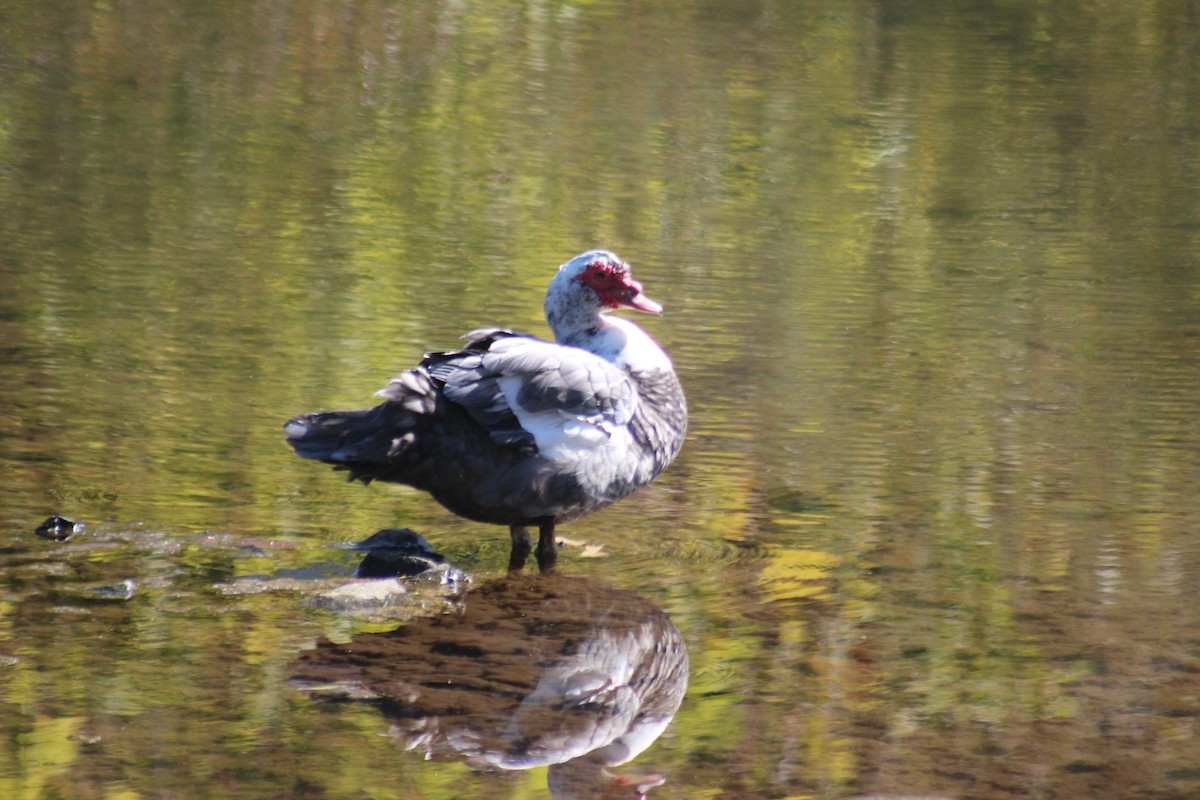 ノバリケン（家畜） - ML644347505