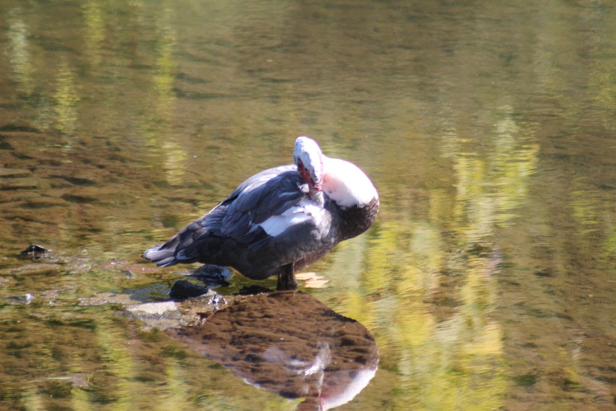 ノバリケン（家畜） - ML644347508