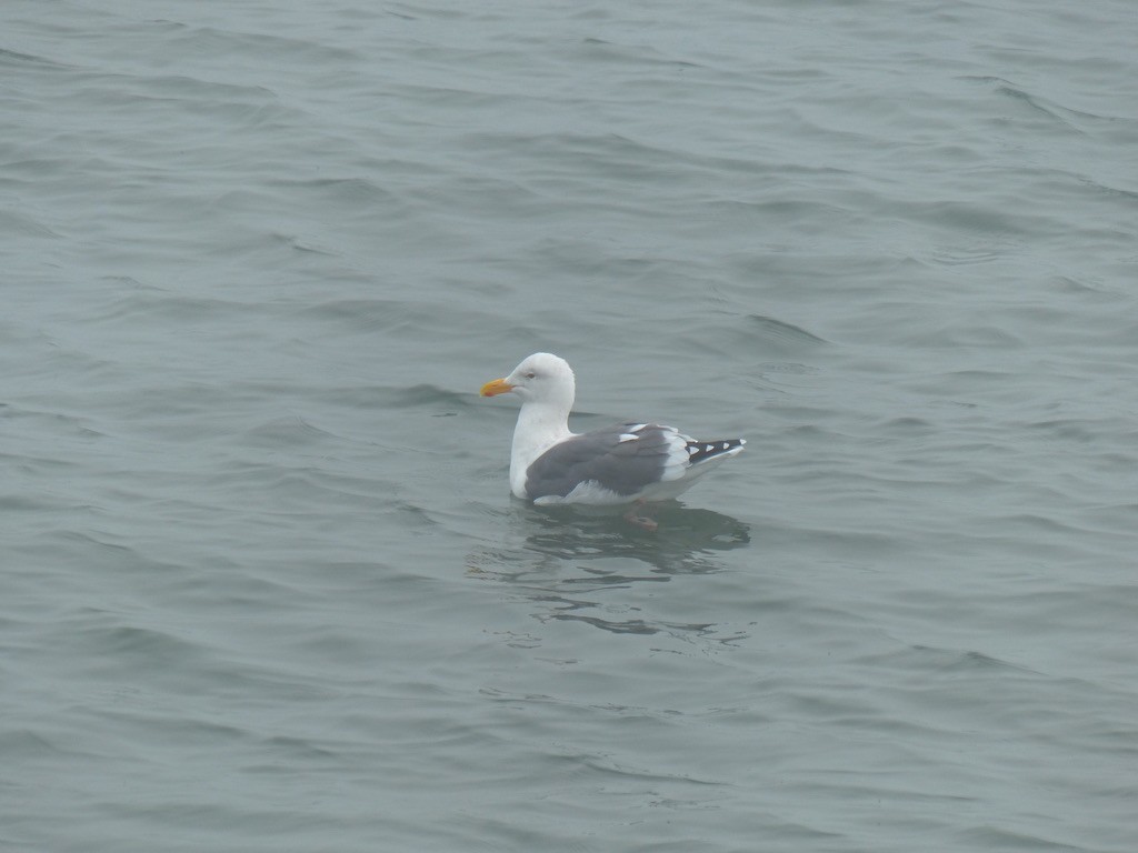 Glaucous-winged Gull - ML644347509