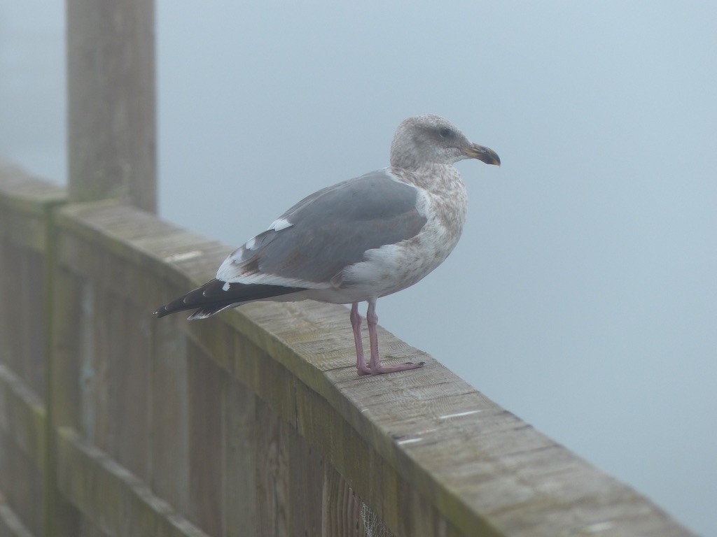 American Herring Gull - ML644347510
