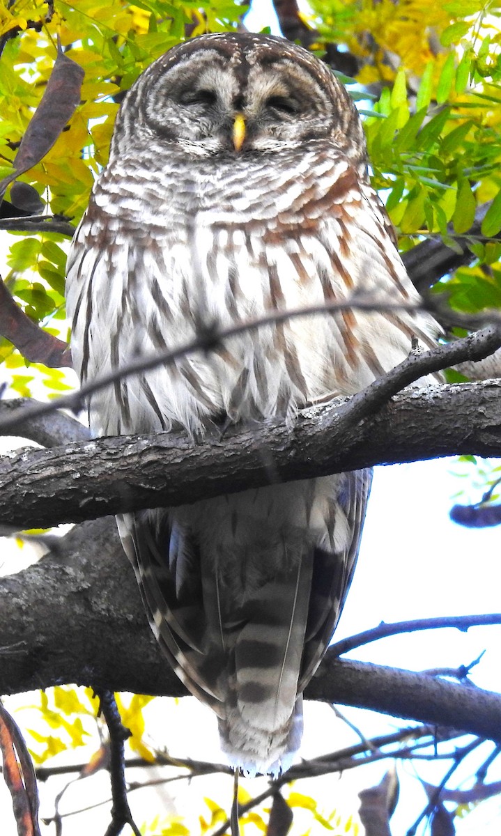 Barred Owl - ML644347519