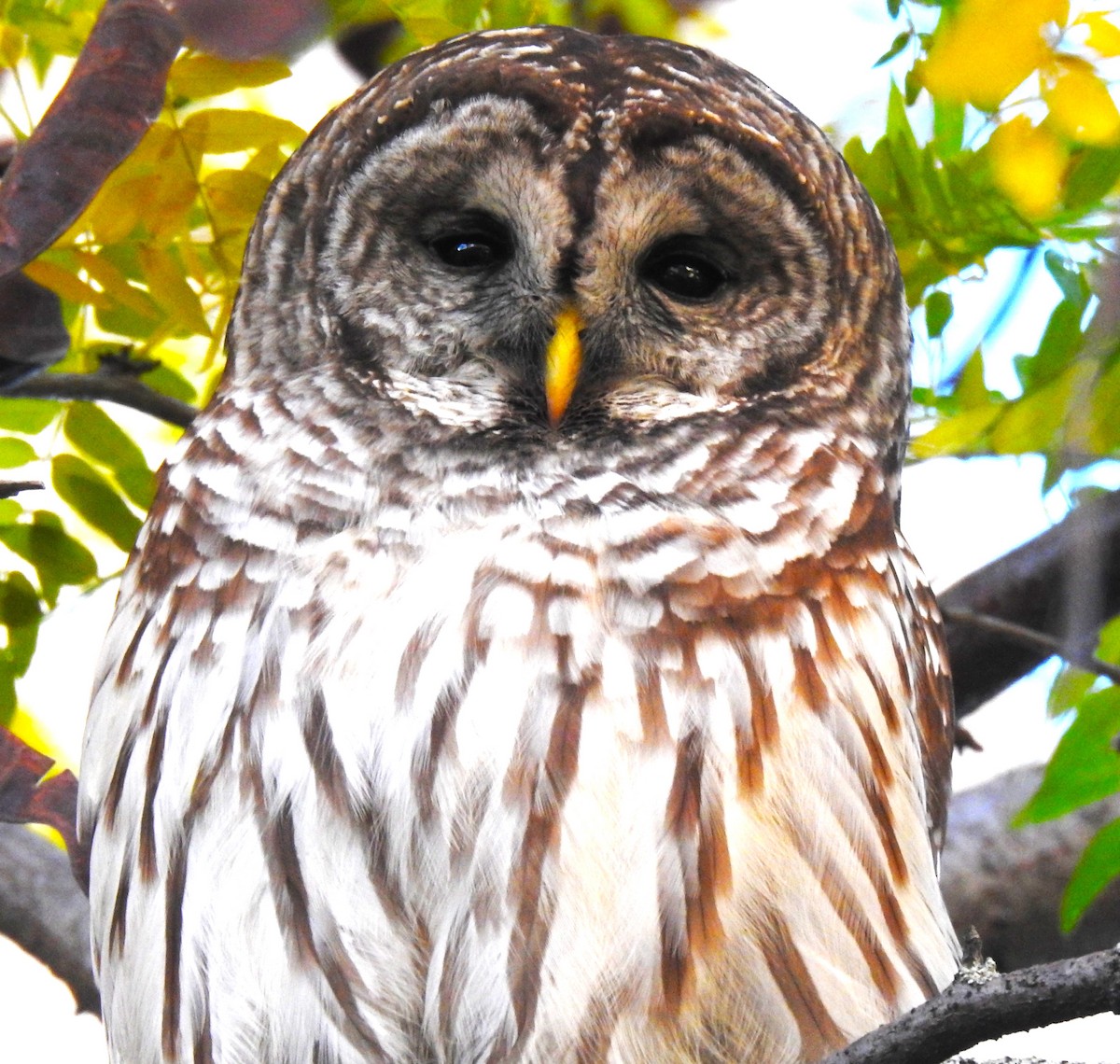 Barred Owl - ML644347520