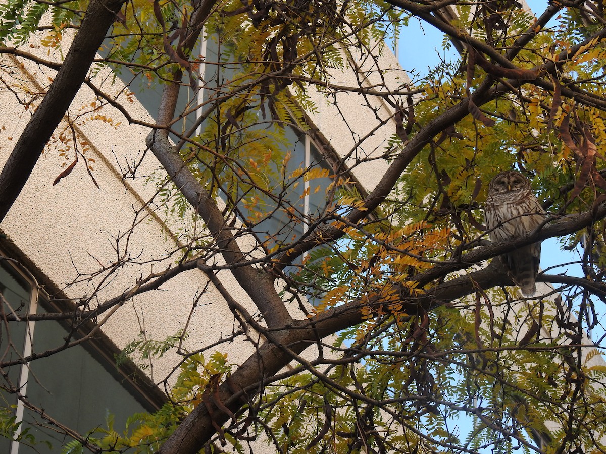 Barred Owl - ML644347521