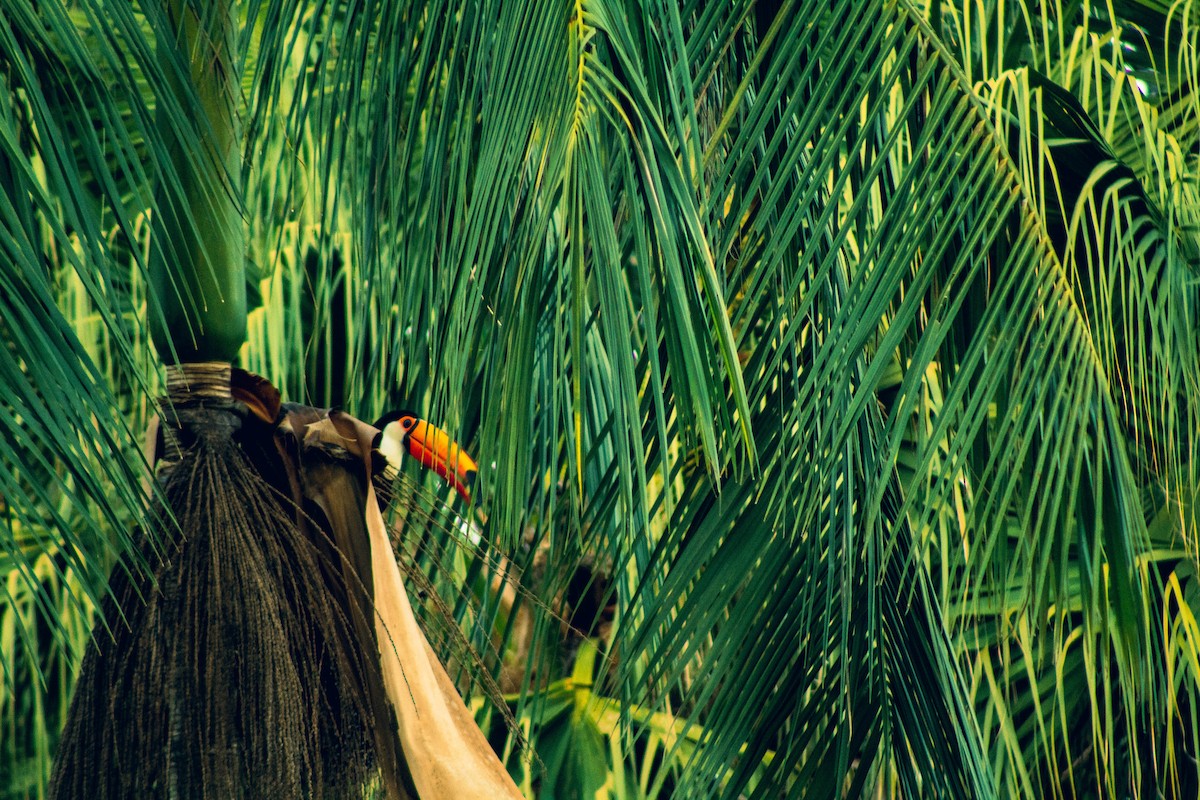 オニオオハシ - ML644347525