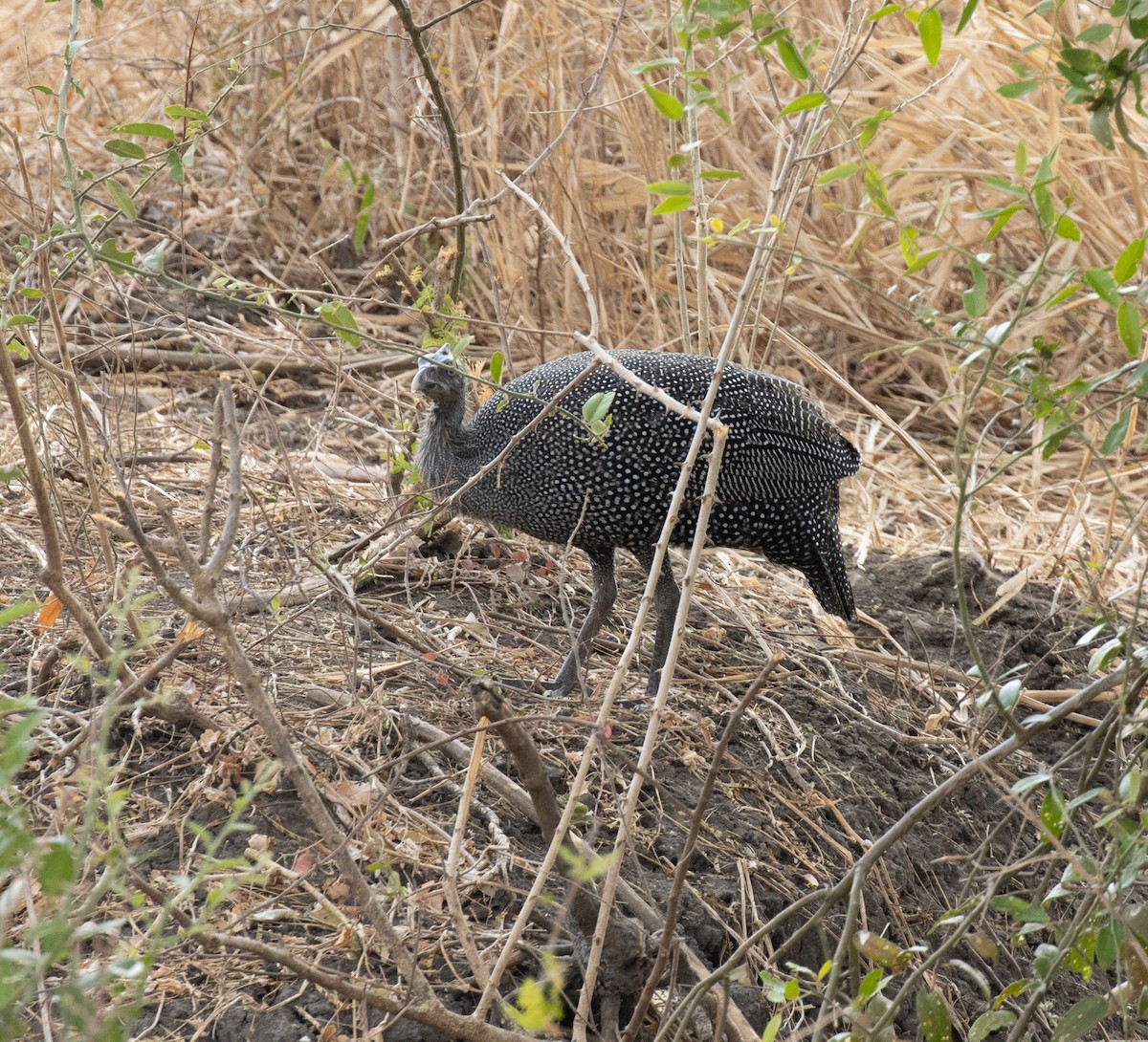 Helmeted Guineafowl - ML644347526