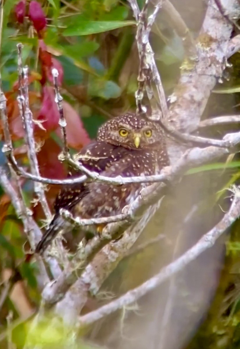 Andean Pygmy-Owl - ML644347527