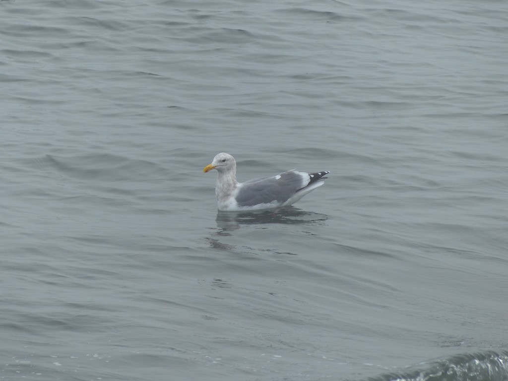Glaucous-winged Gull - ML644347528