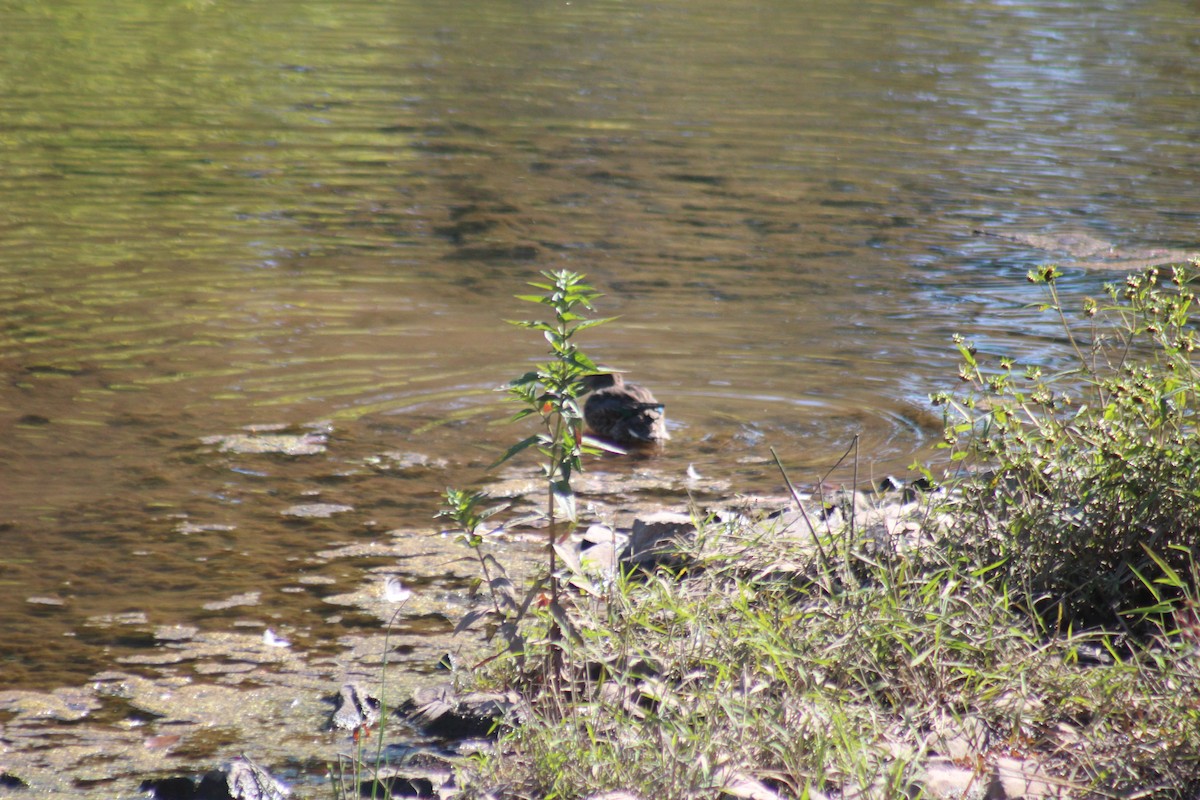 コガモ - ML644347532