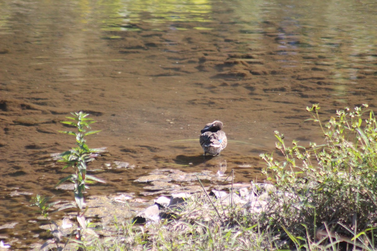 コガモ - ML644347539