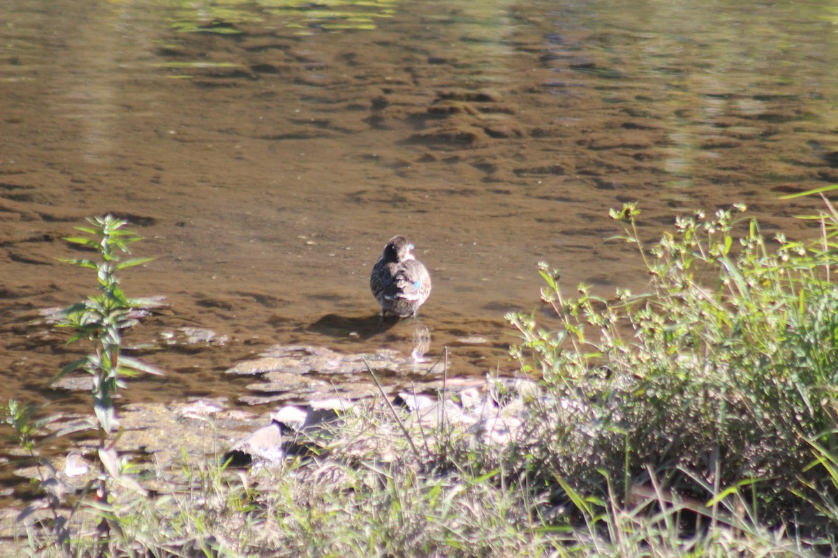 コガモ - ML644347541