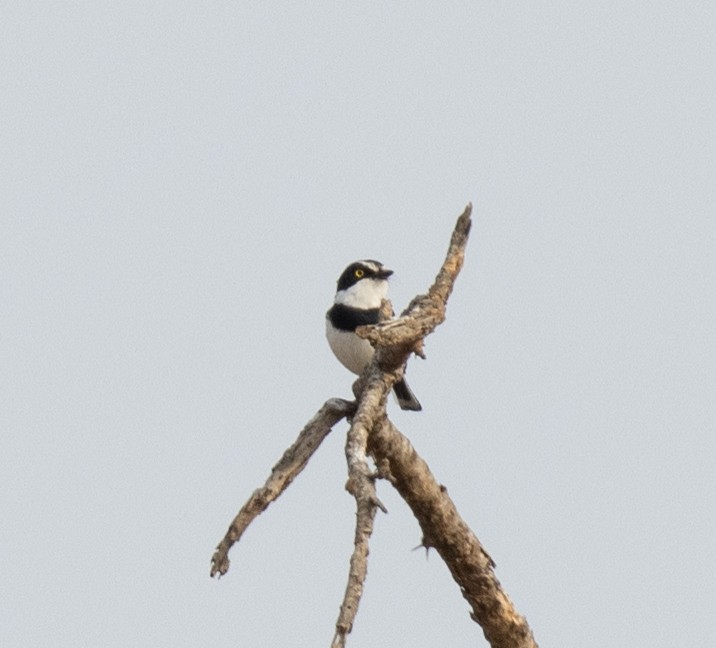 Eastern Black-headed Batis - ML644347543