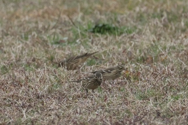 linduška tundrová - ML644347549