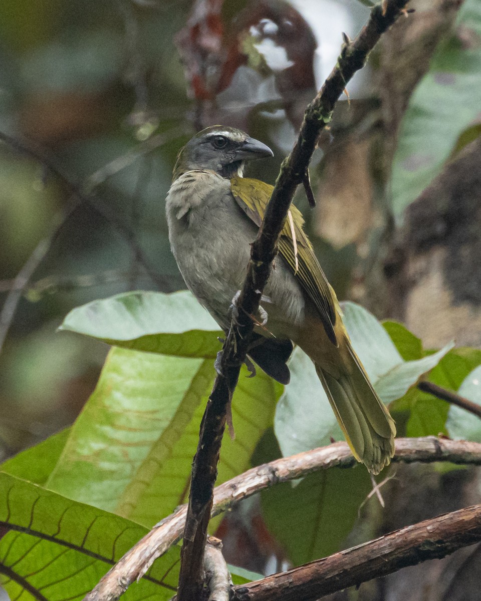 Buff-throated Saltator - ML644347551