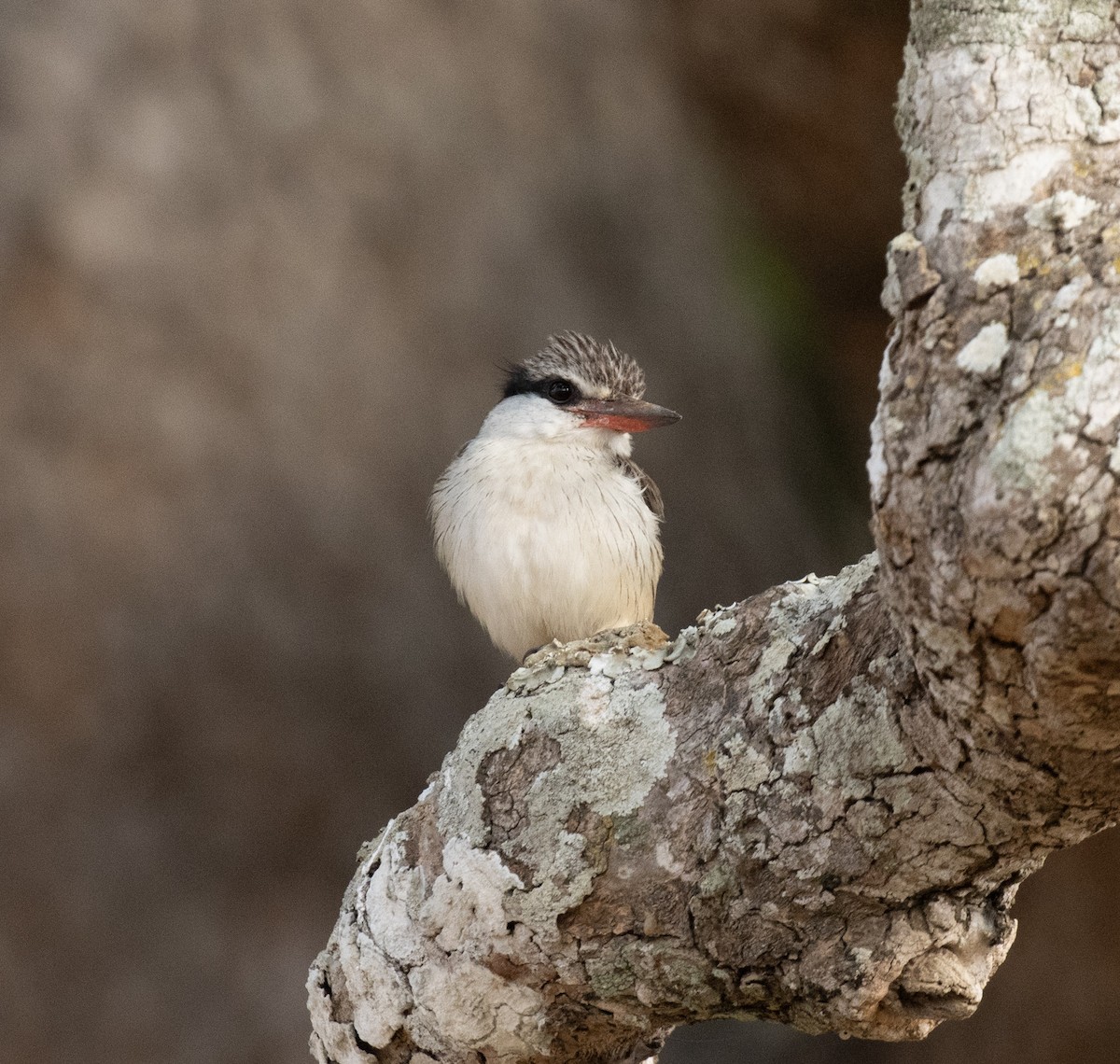 Striped Kingfisher - ML644347553