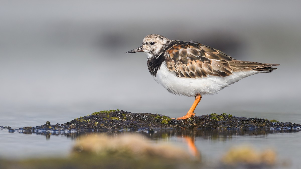 キョウジョシギ - ML644347554