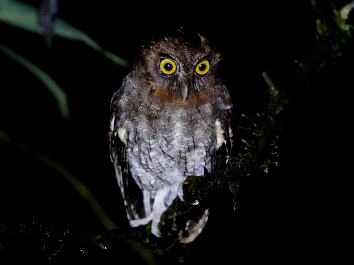 Foothill Screech-Owl (Foothill) - ML644347555