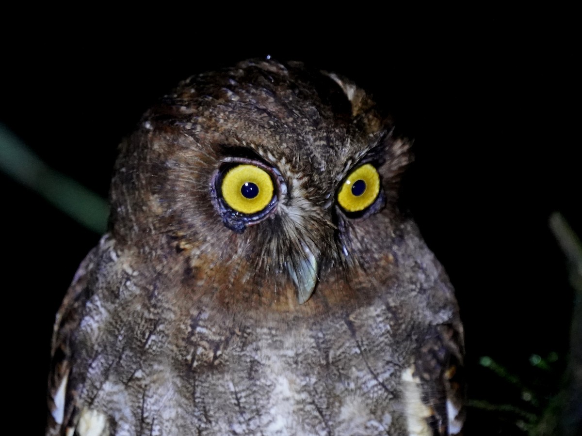 Foothill Screech-Owl (Foothill) - ML644347556