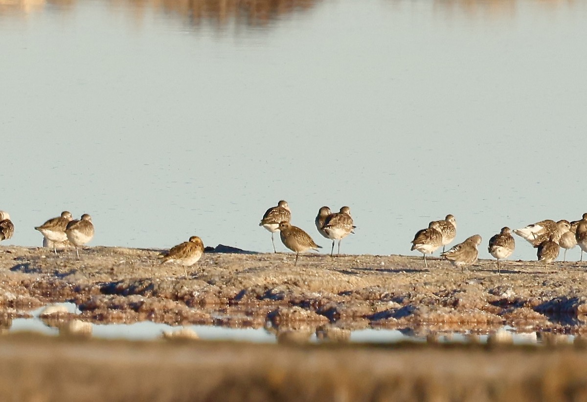 American Golden-Plover - ML644347559