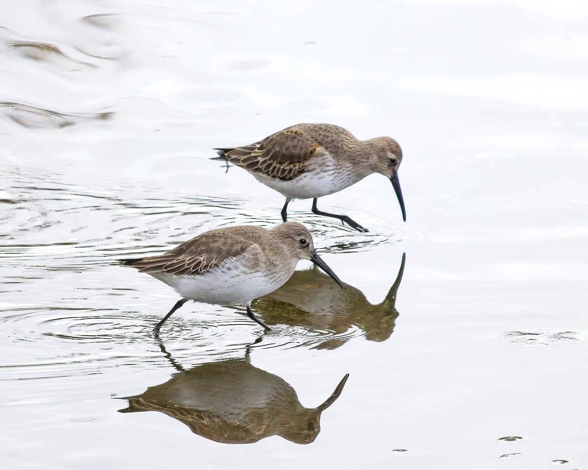 Dunlin - ML644347561