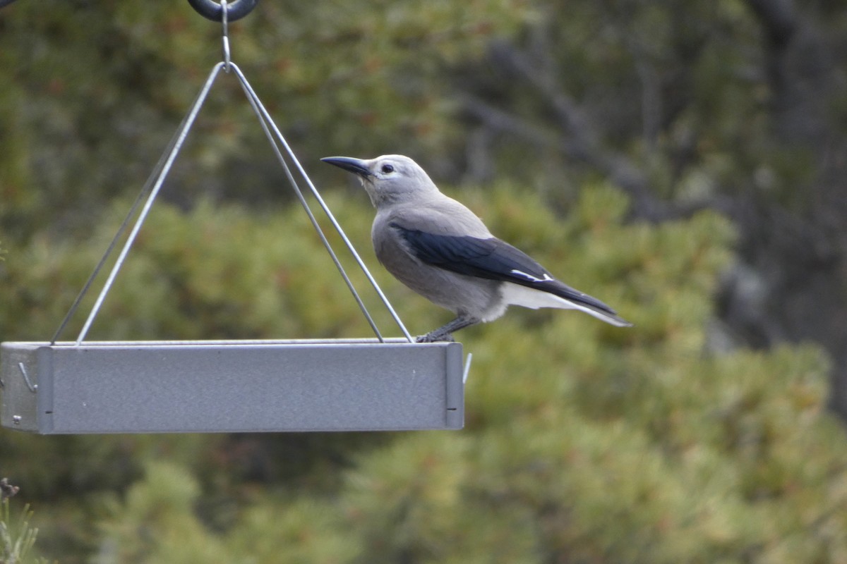 Горіхівка американська - ML644347566