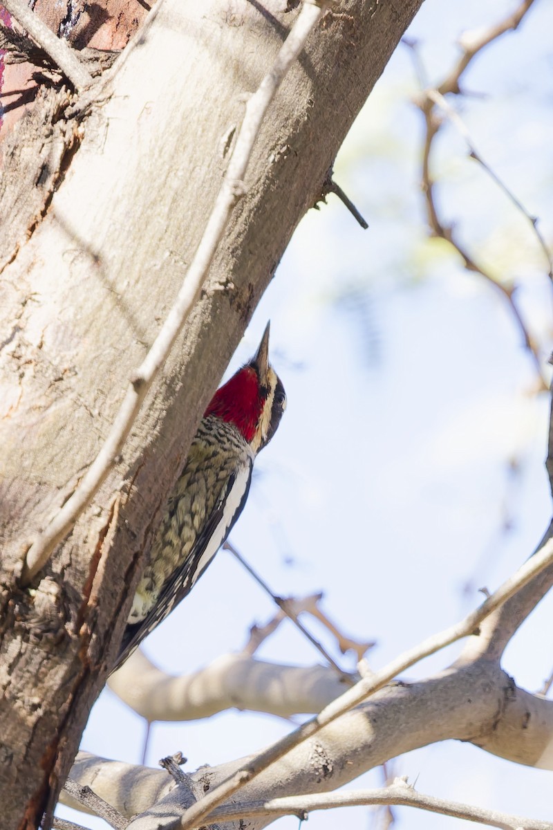 Rotnacken-Saftlecker - ML644347568