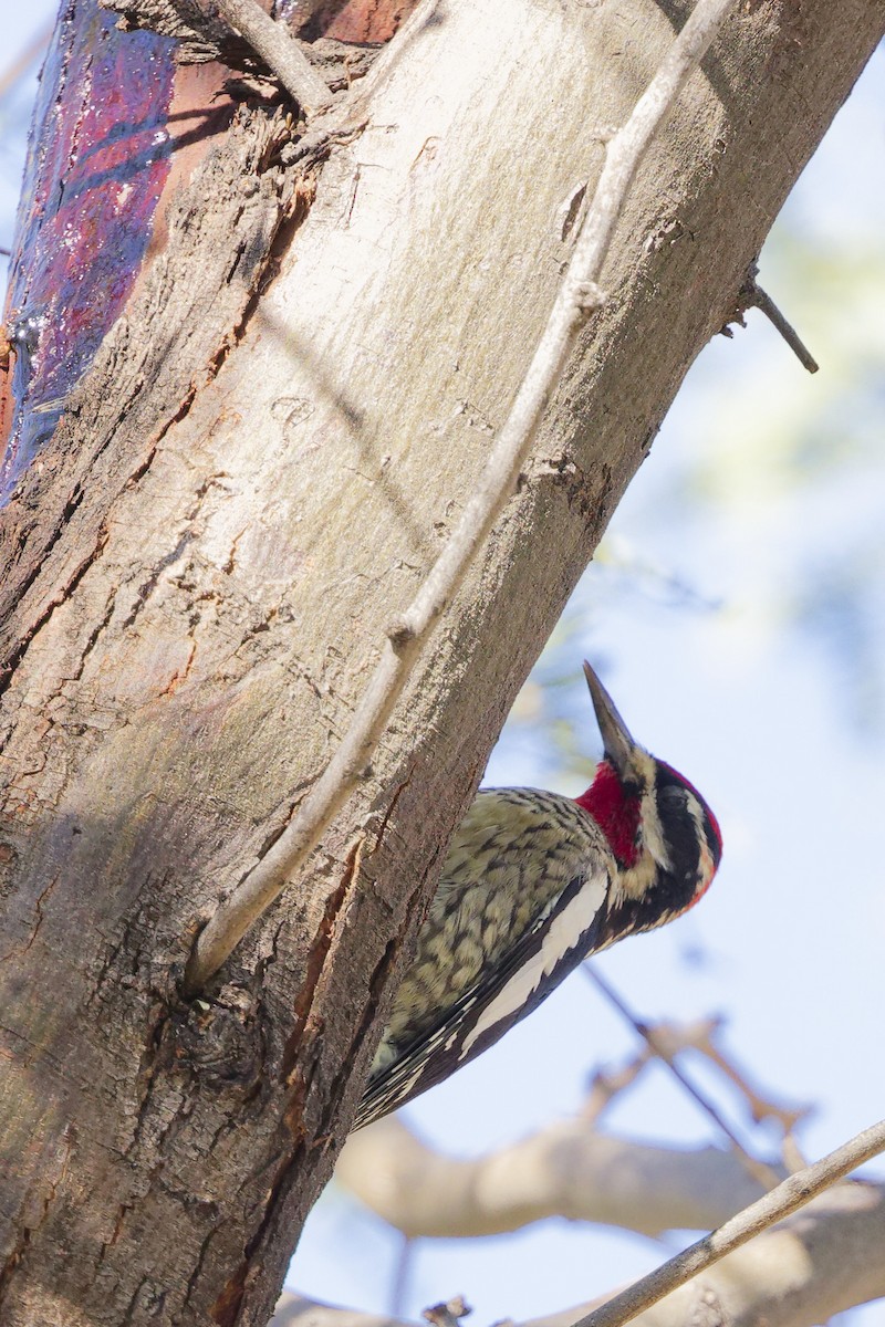 Rotnacken-Saftlecker - ML644347569