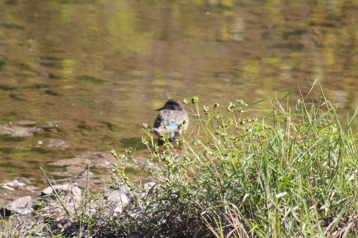 コガモ - ML644347572