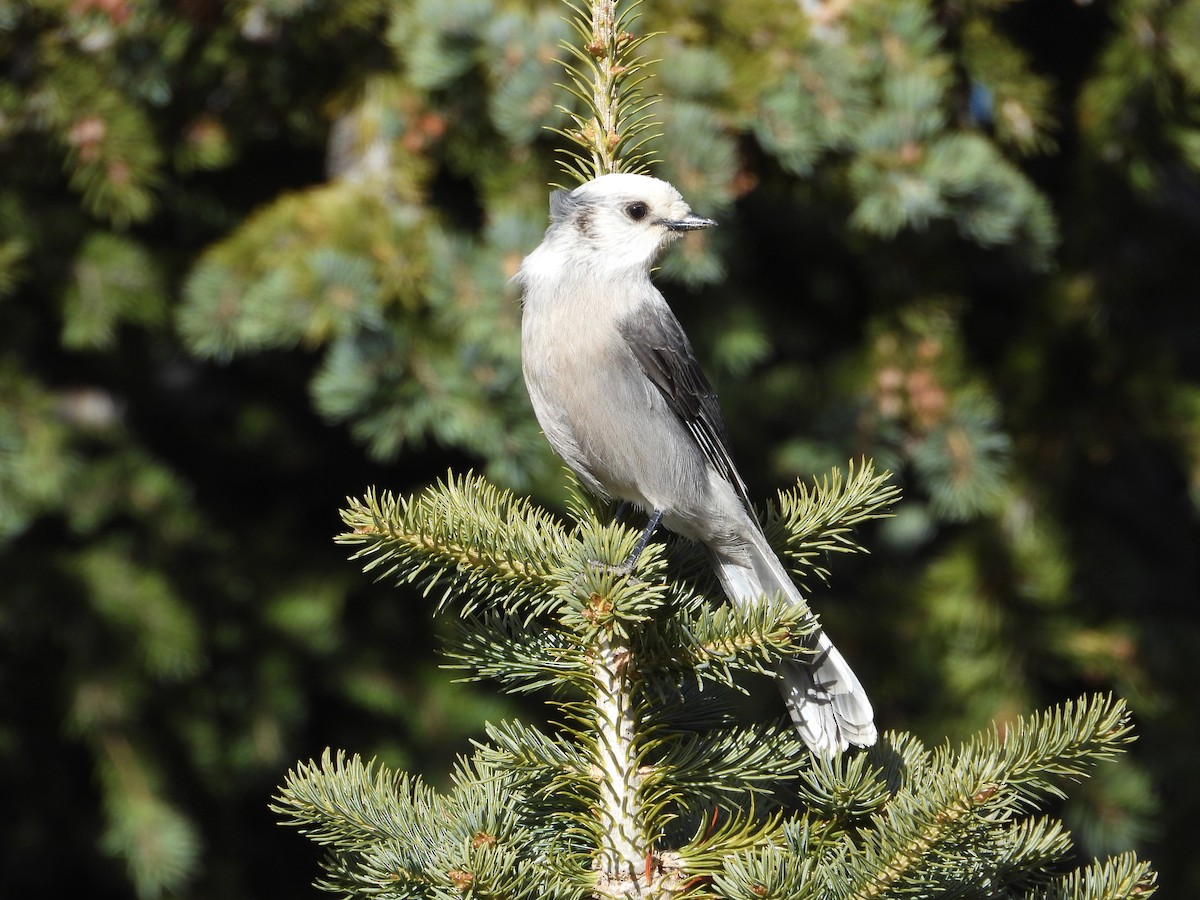 カナダカケス - ML644347588