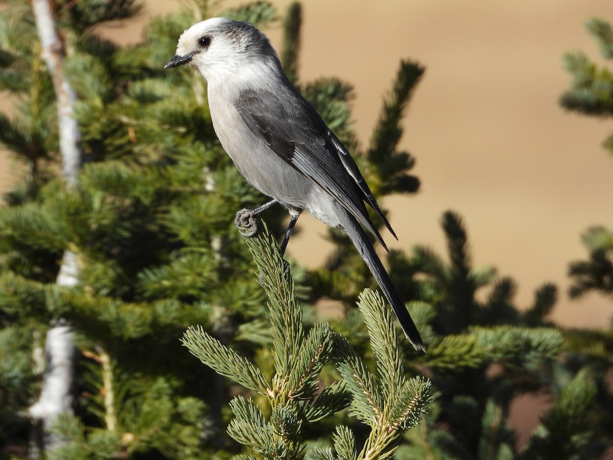 カナダカケス - ML644347589