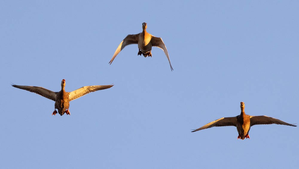 Canard colvert - ML644347590