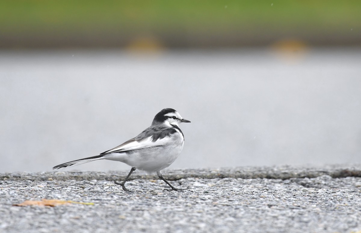 White Wagtail (Black-backed) - ML644347593
