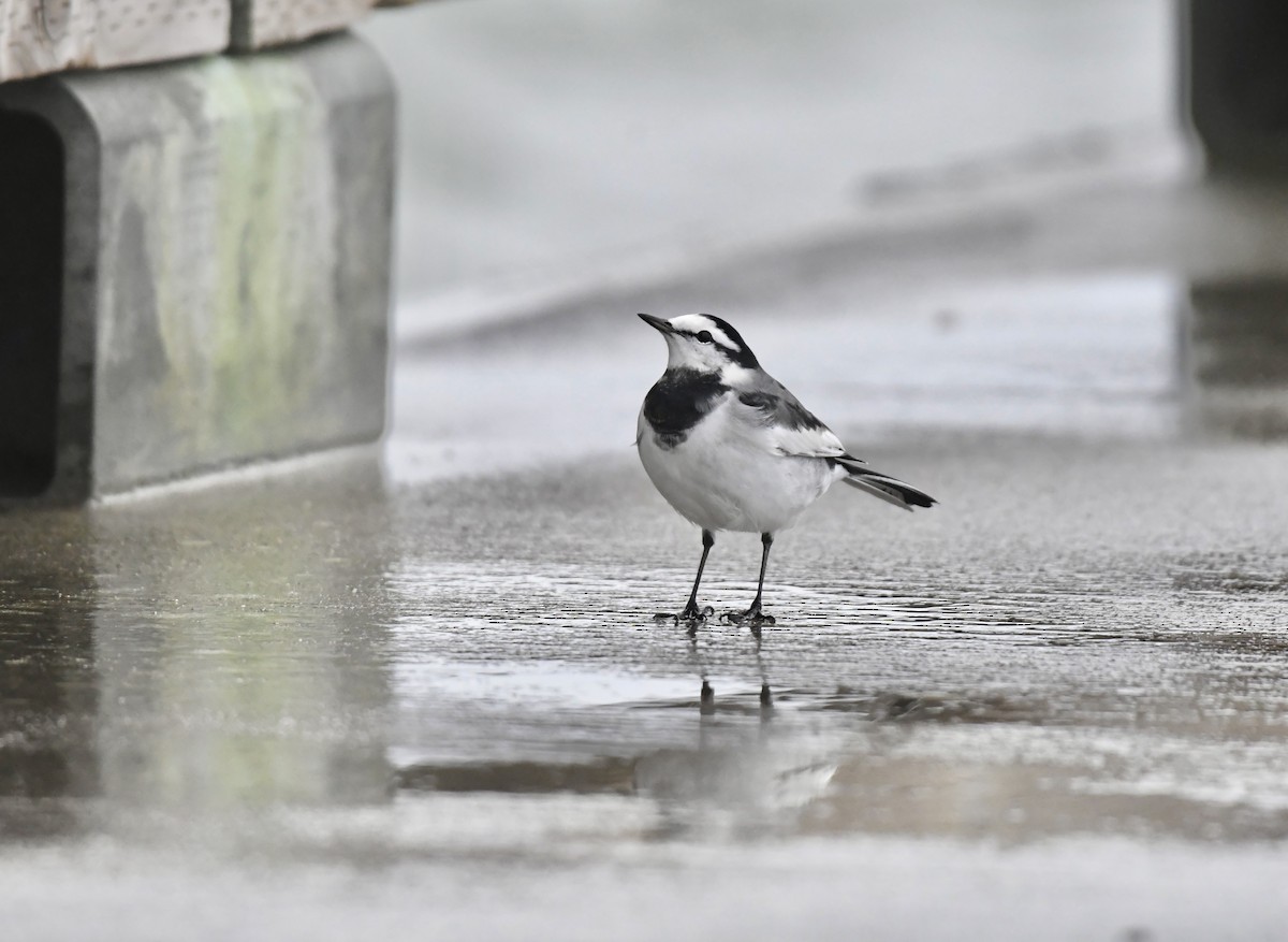 White Wagtail (Black-backed) - ML644347594