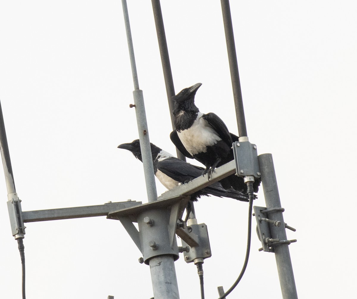 vrána černobílá - ML644347596