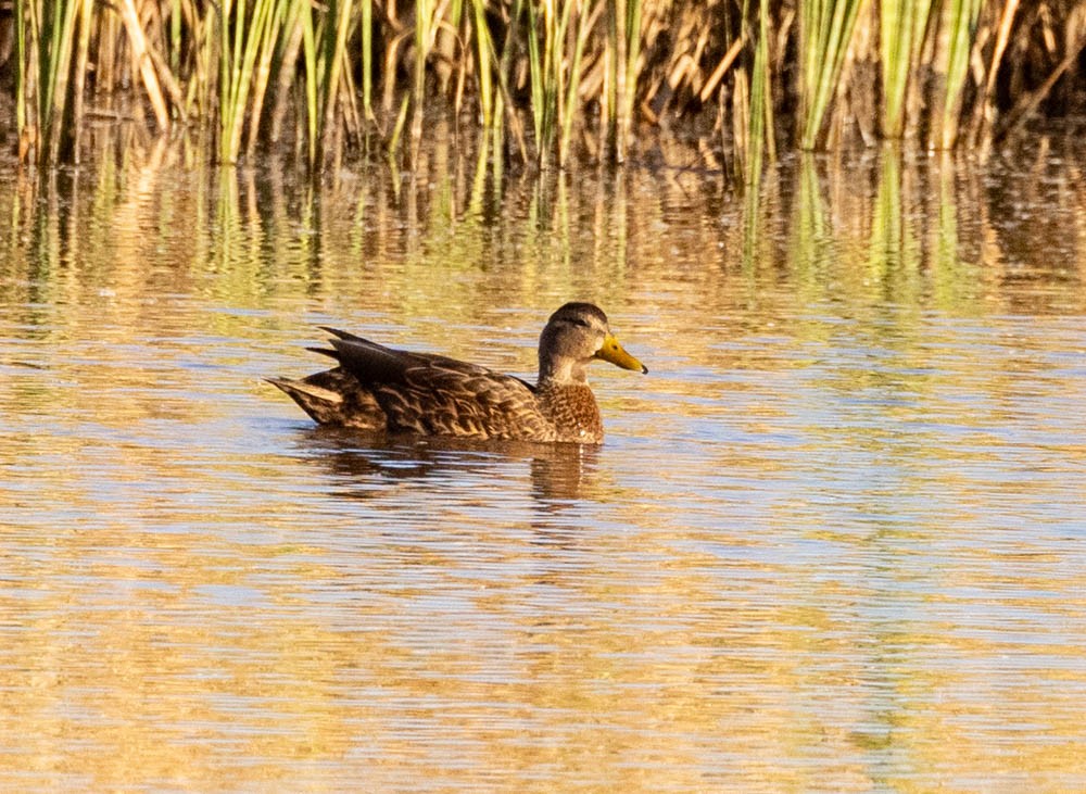 Mexican Duck - ML644347602