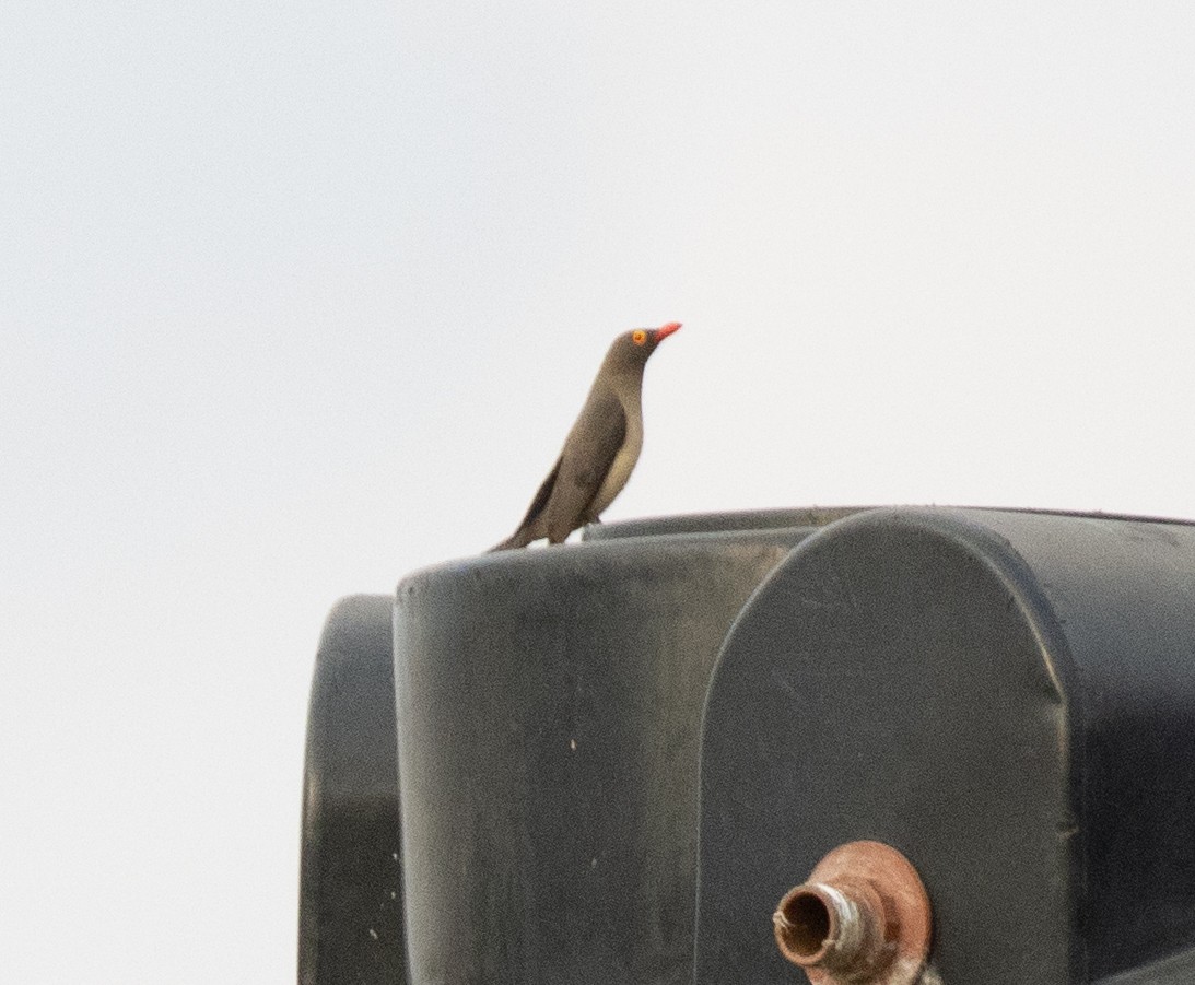 Red-billed Oxpecker - ML644347603