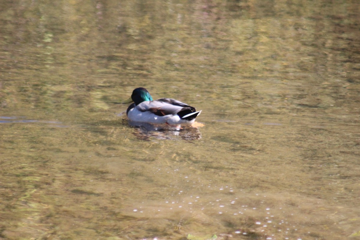 Canard colvert - ML644347605