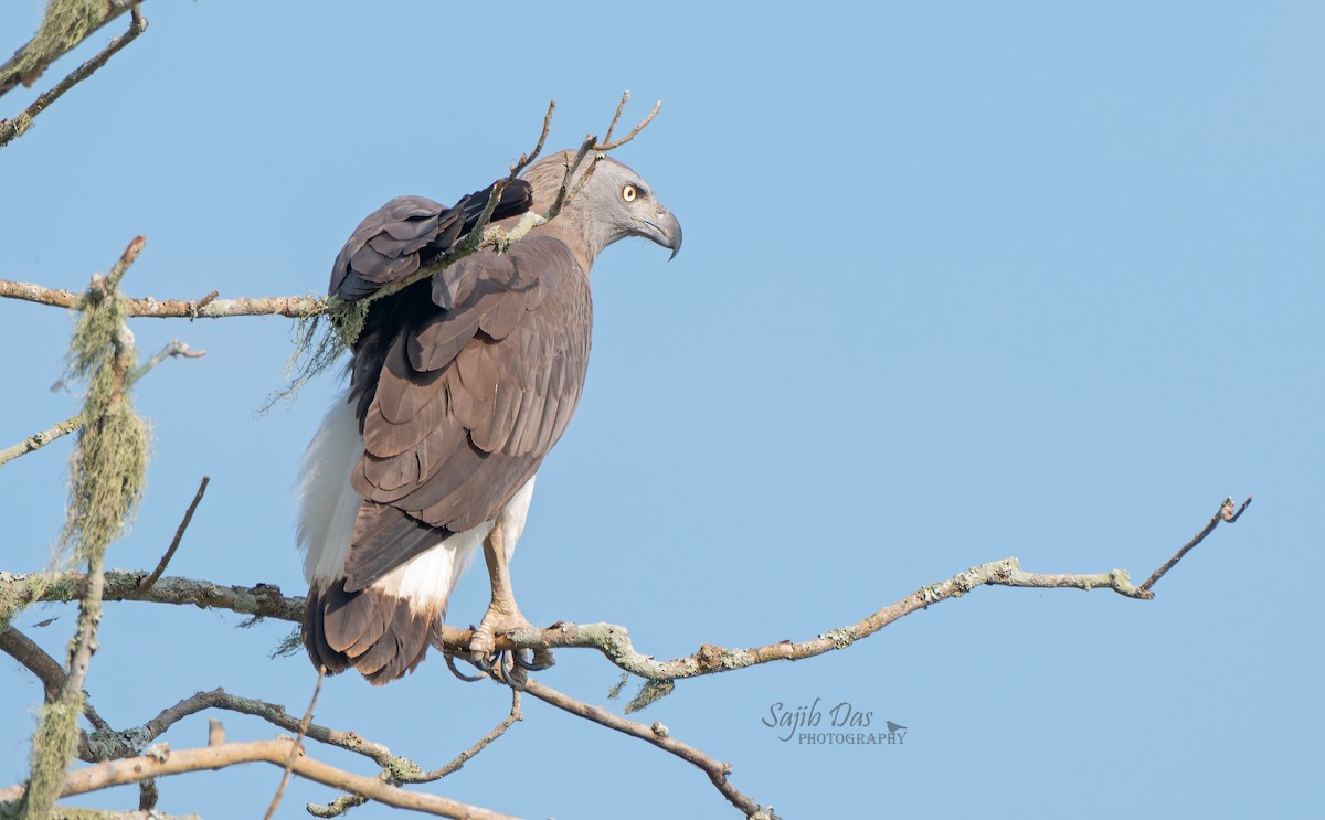 Gray-headed Fish-Eagle - ML644347615