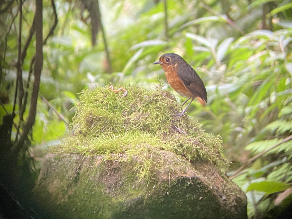 Slate-crowned Antpitta - ML644347621