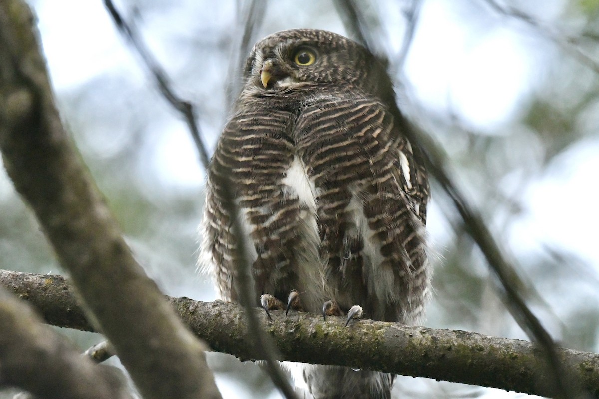 Asian Barred Owlet - ML644347623