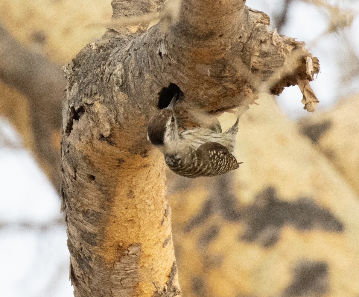 Cardinal Woodpecker - ML644347627