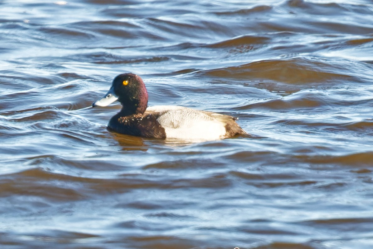 Bergente - ML644347630