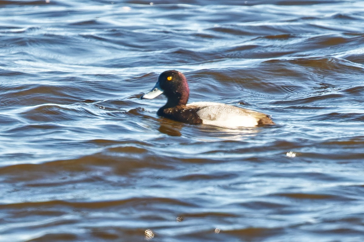 Bergente - ML644347631