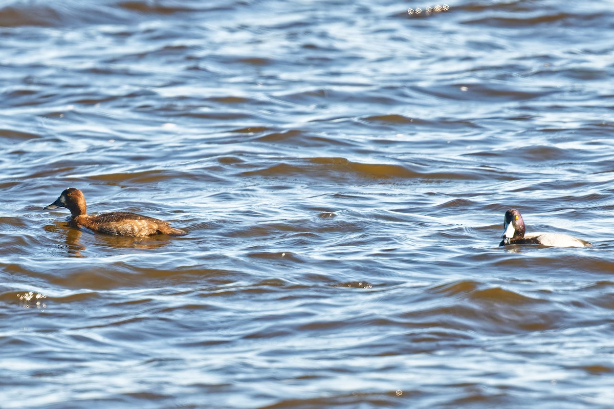 Bergente - ML644347632