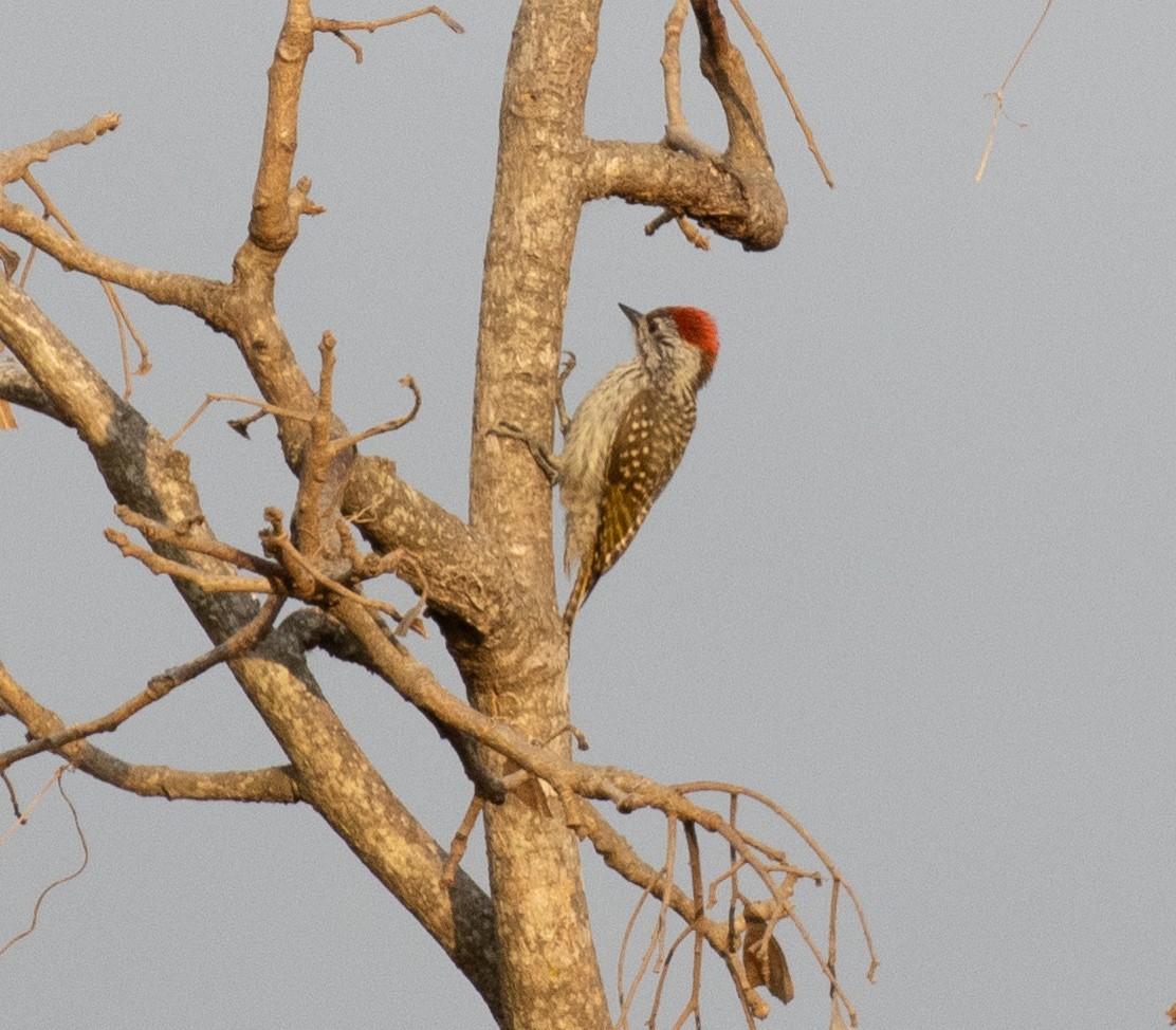 Cardinal Woodpecker - ML644347635