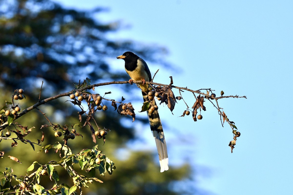 Yellow-billed Blue-Magpie - ML644347639