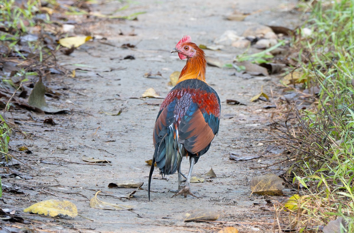 セキショクヤケイ - ML644347646